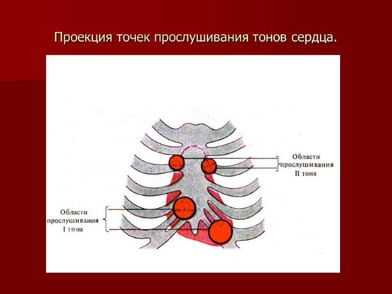 Проекция точек прослушивания тонов сердца.